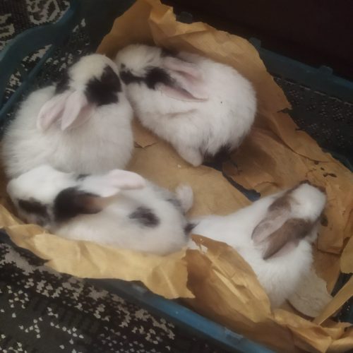 تعدادی خرگوش کوچیک