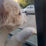 فروش توله پامر