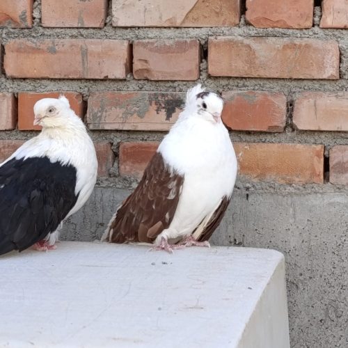 یک جفت کبوتر عالی