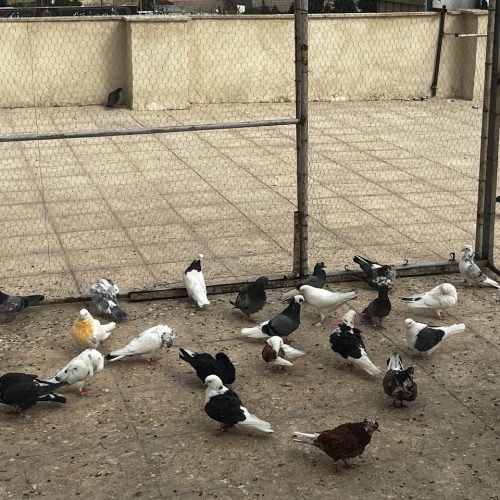 کفتر غریب گیری