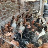 جوجه محلی بزرگ 150 تومان