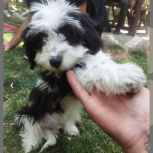 سگ شیتزوتریر