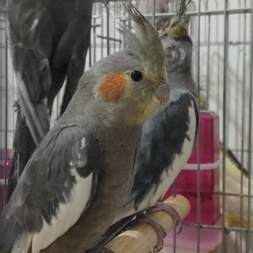 عروس هلندی نر و ماده چهار ماهه