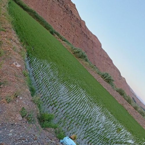 زمین ۵۰۰۰ متری با برنج به فروش میرسد
