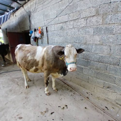 گاو سیمینتال