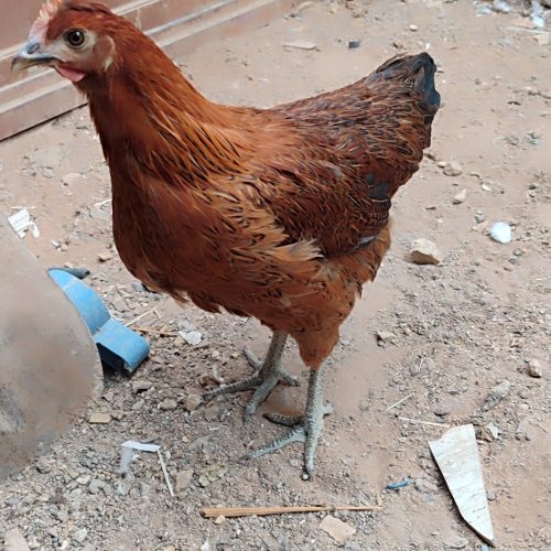 دو عدد مرغ خانگی