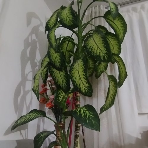 گل آپارتمانی دیفن باخیا