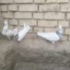 3عدد کبوتر رنگی طوقی