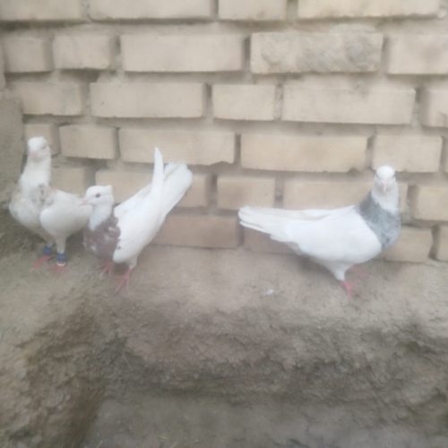 3عدد کبوتر رنگی طوقی