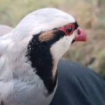 یک عدد کبک دست باز