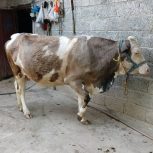 گاو سیمینتال