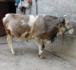 گاو سیمینتال