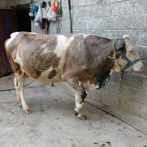 گاو سیمینتال