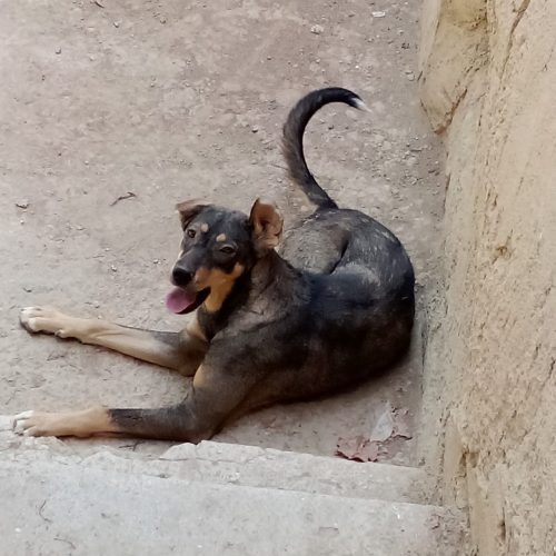 سگ پژدر نجات خالص