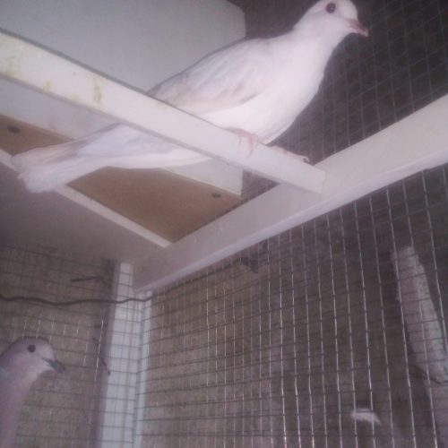 4 عدد یا کریم با قفس دست ساز عالی است