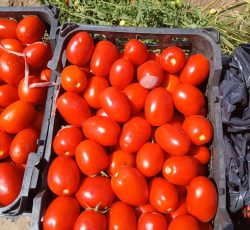 به تعدادی نیروی خانم وآقابرای برداشت محصول نیازمندیم