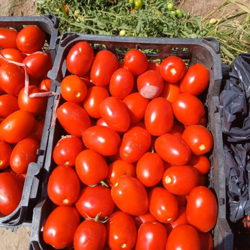 به تعدادی نیروی خانم وآقابرای برداشت محصول نیازمندیم