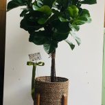 گلهای آپارتمانی