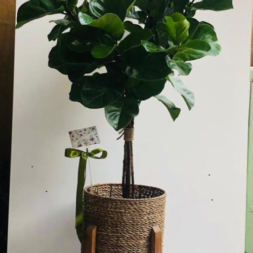 گلهای آپارتمانی