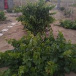 فروش زمین باغی 900 متری