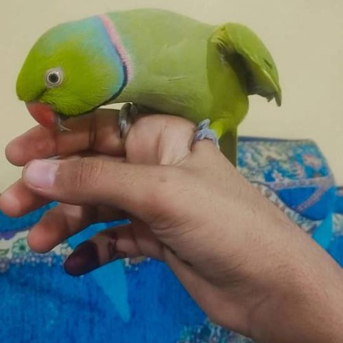 طوطی ملنگو سخنگو