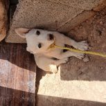 سگ ماده معاوضه با کبوتر