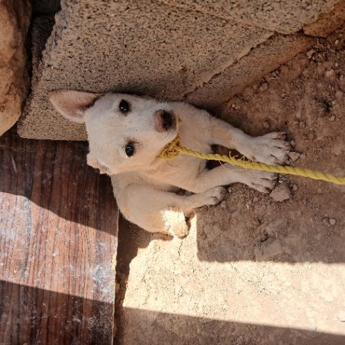 سگ ماده معاوضه با کبوتر