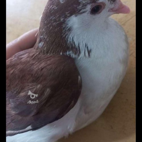 کبوتر خوشگل