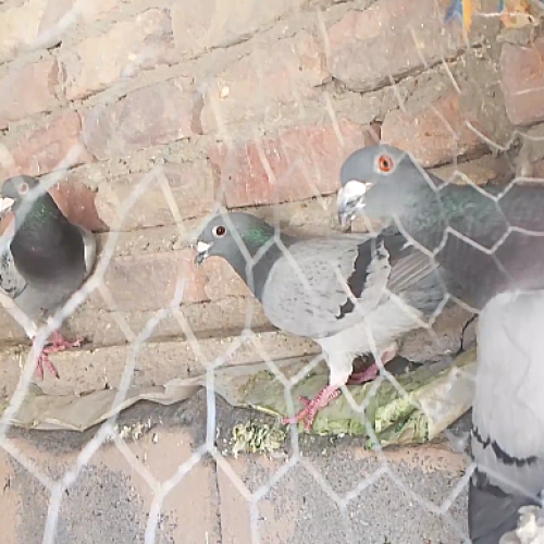 ده عددنرجنگی سیرسیمی همه زدوخردی