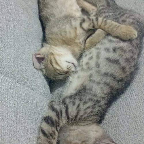 گربه مادر با دوبچه گربه ماده