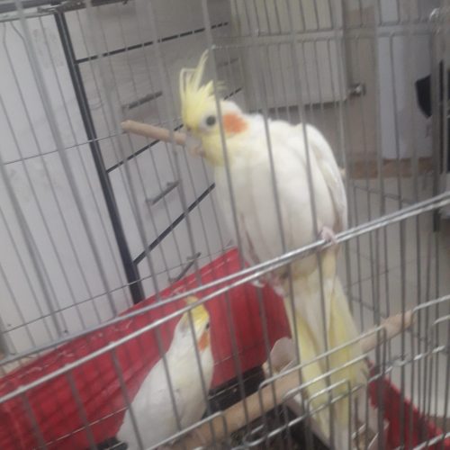 عروس هلندی جفت لوتینو