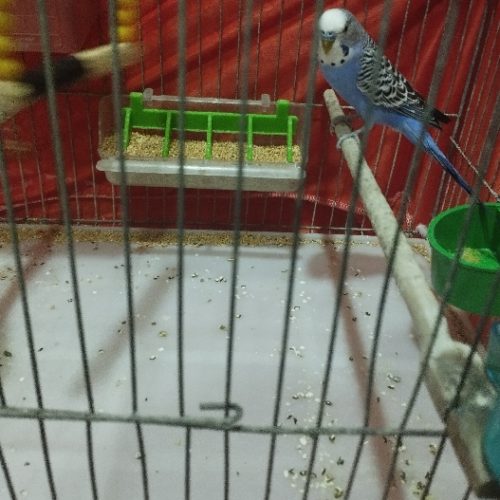 دو جفت مرغ عشق