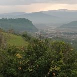 فروش فوری  زمین باغی