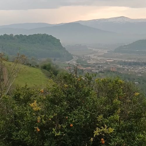 فروش فوری  زمین باغی