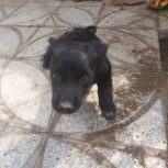 سگ پاکوتاه کوچولو مشکی