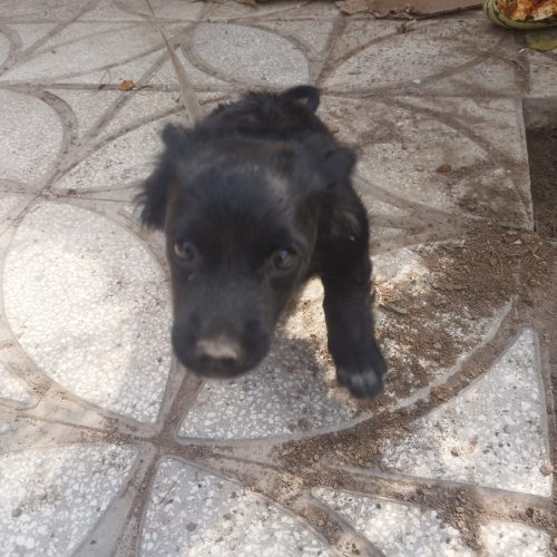 سگ پاکوتاه کوچولو مشکی