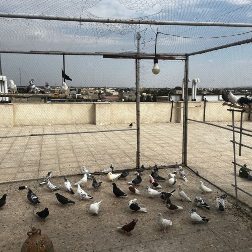 کفتر غریب گیری