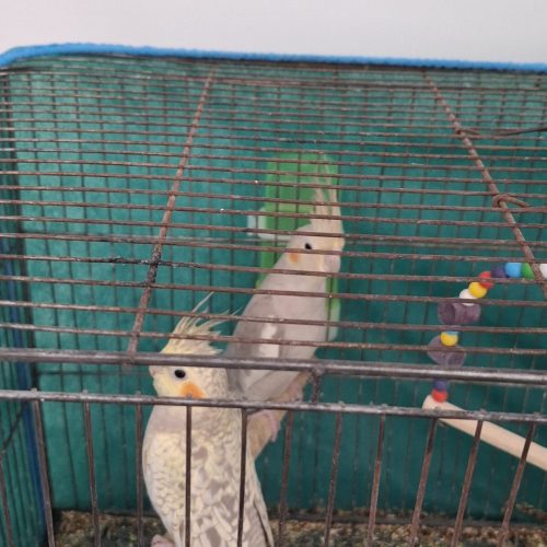 عروس هلندی فروشی