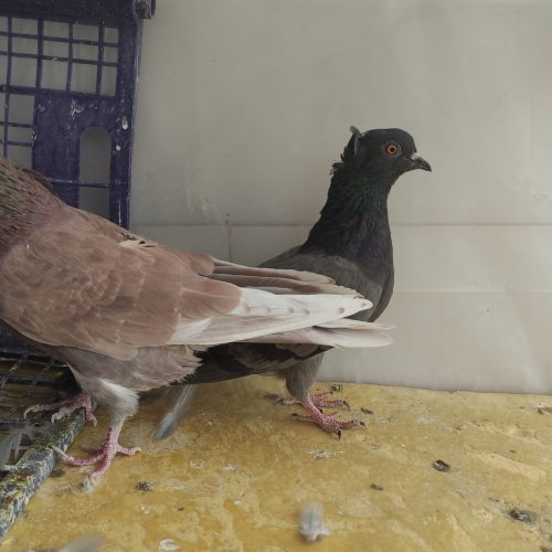 بوم کفتر پرشی