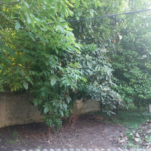 ویلا با 407 متر زمین خیرود