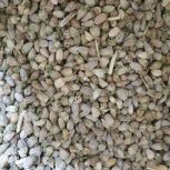 فروش بی‌نظیر بذر کنگر وحشی