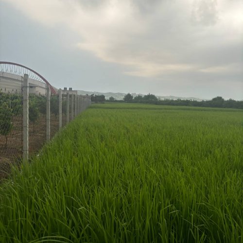 فروش زمین کشاورزی 500هزار متر در ارطه