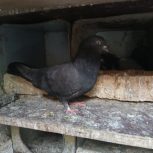 کبوتر سیاه پر ویه جفت زره ای پر