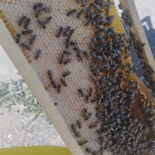 فروش فوری معاوضه هم هستم زنبور عسل کارنیکا