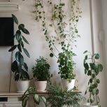 گل‌های‌آپارتمانی