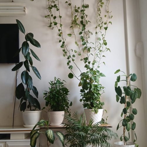 گل‌های‌آپارتمانی