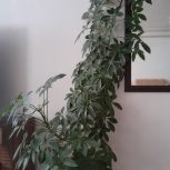 گل و گیاه تزئینی