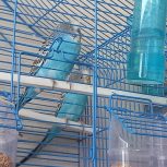 دوجفت مرغ عشق زیبا