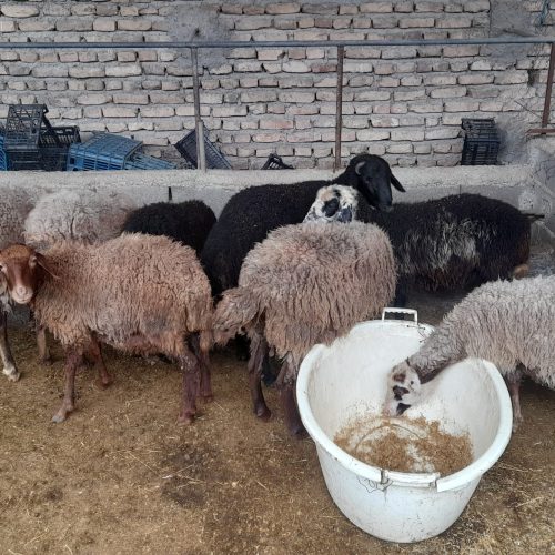 فروش گوسفند