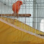 پرنده قناری